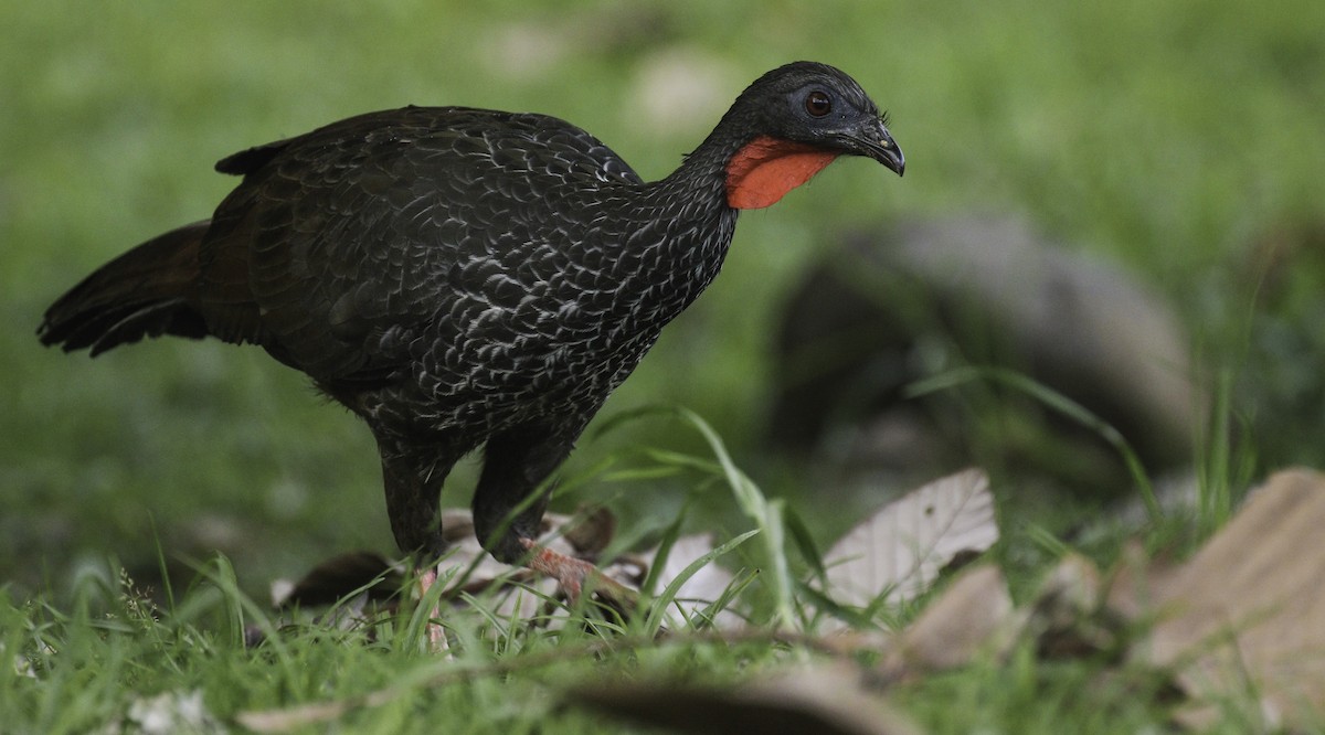 Cauca Guan - Alex Berryman