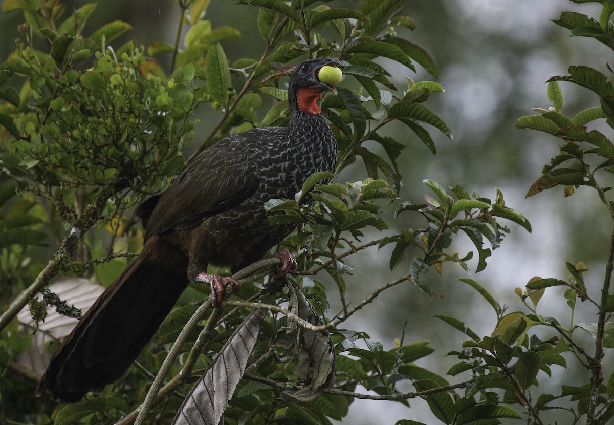 Cauca Guan - ML178352271