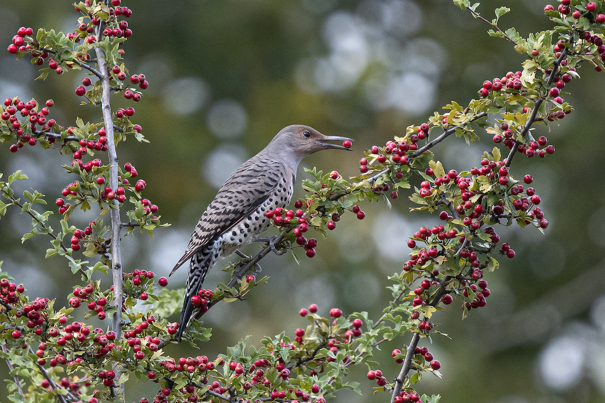 Northern Flicker - ML178353271