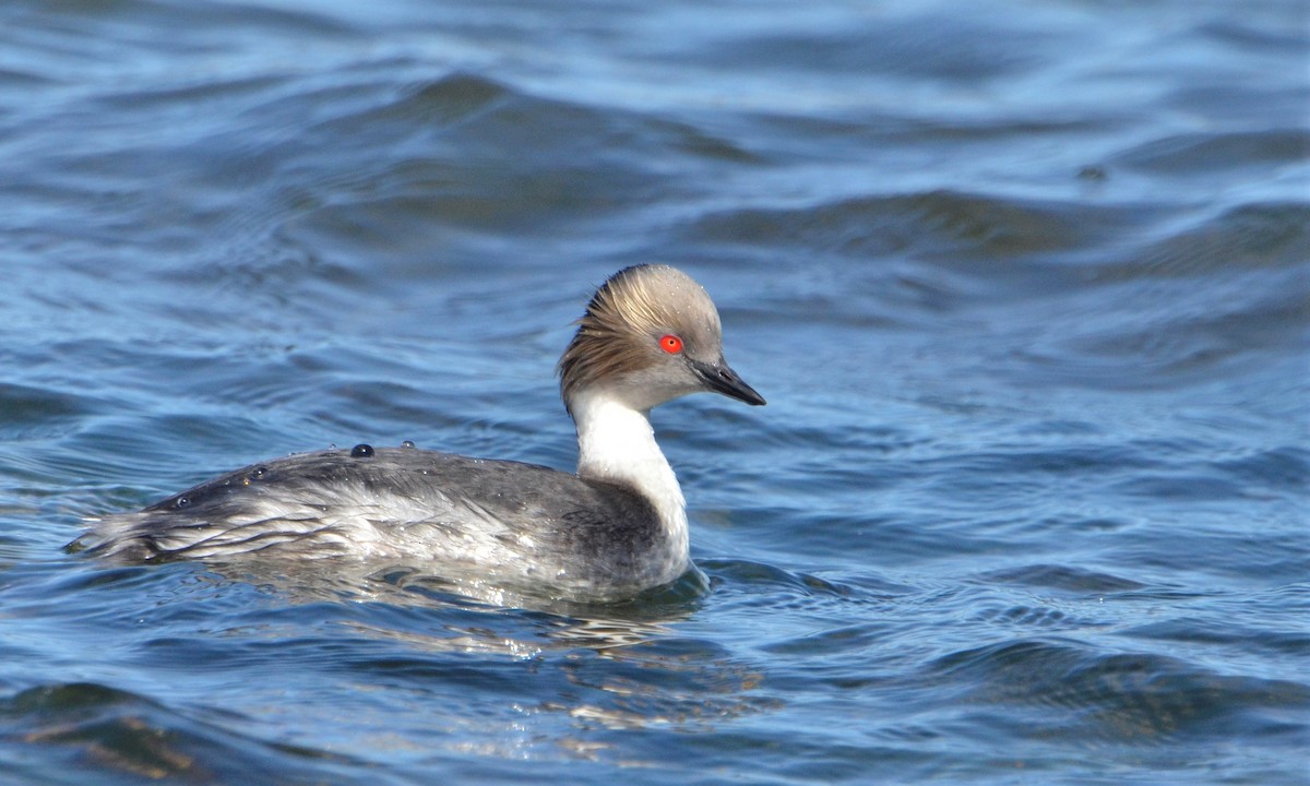 Silvery Grebe - ML178353471