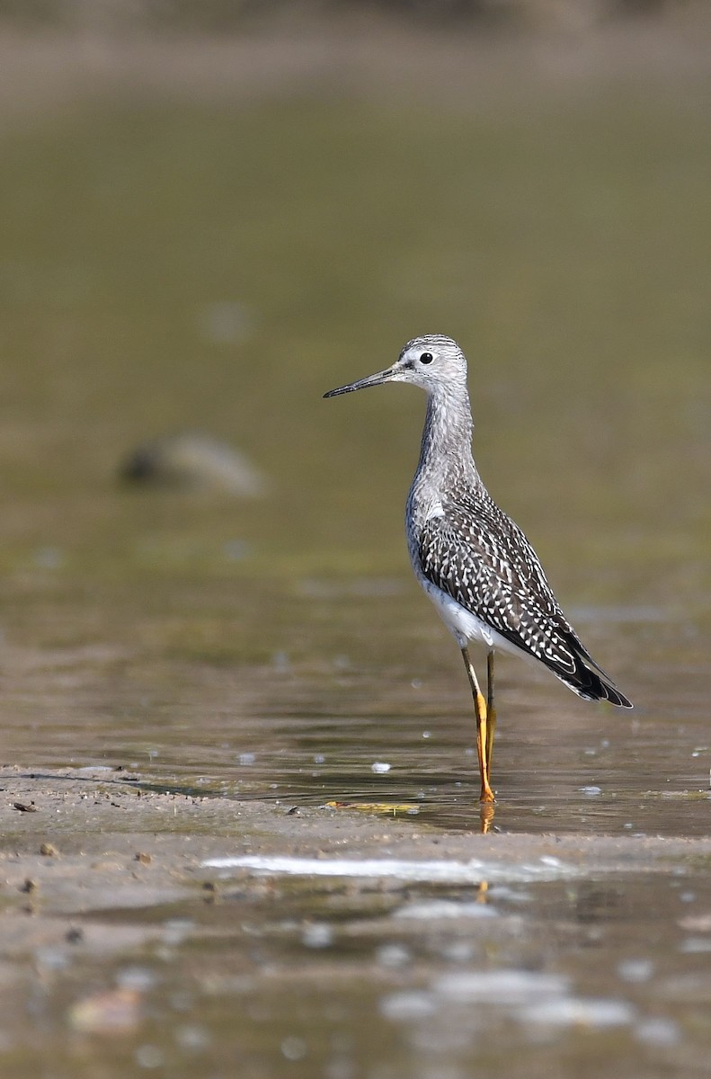 Lesser Yellowlegs - ML178354071