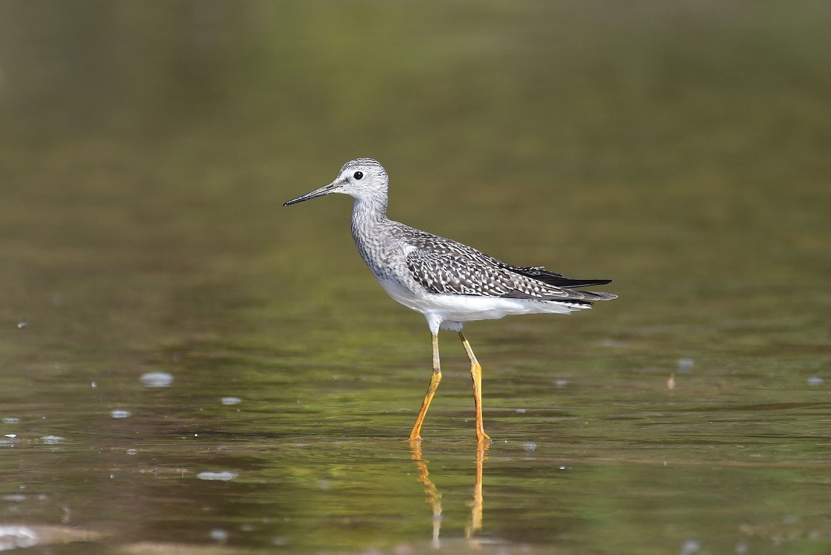 Lesser Yellowlegs - ML178354081