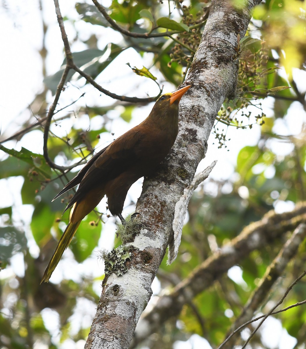 Russet-backed Oropendola - ML178354401