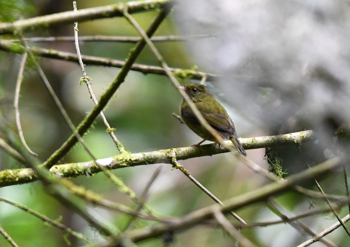 Altın Kanatlı Manakin - ML178354491