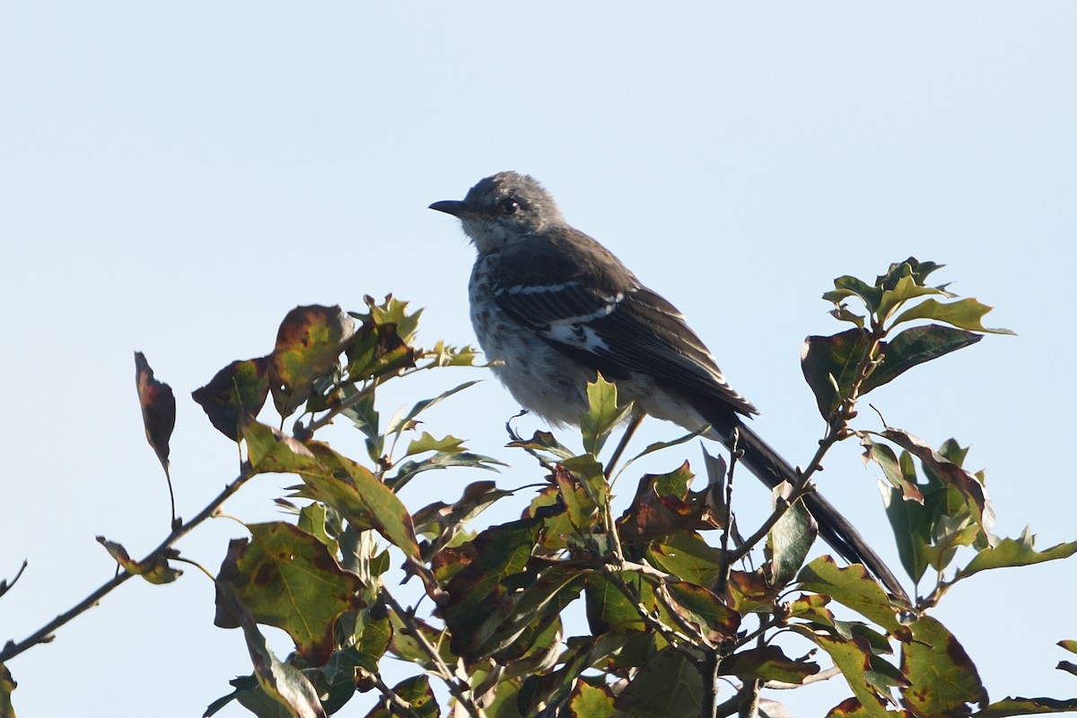 Northern Mockingbird - ML178354611