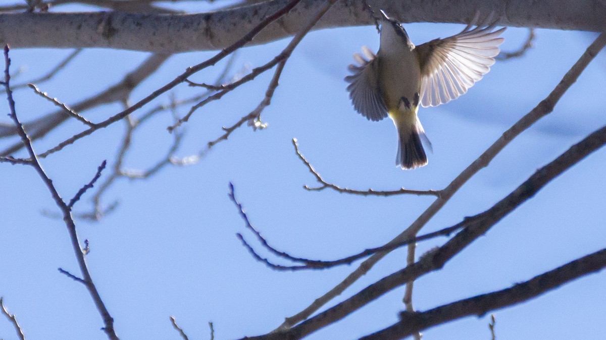 Blue-headed Vireo - ML178355411