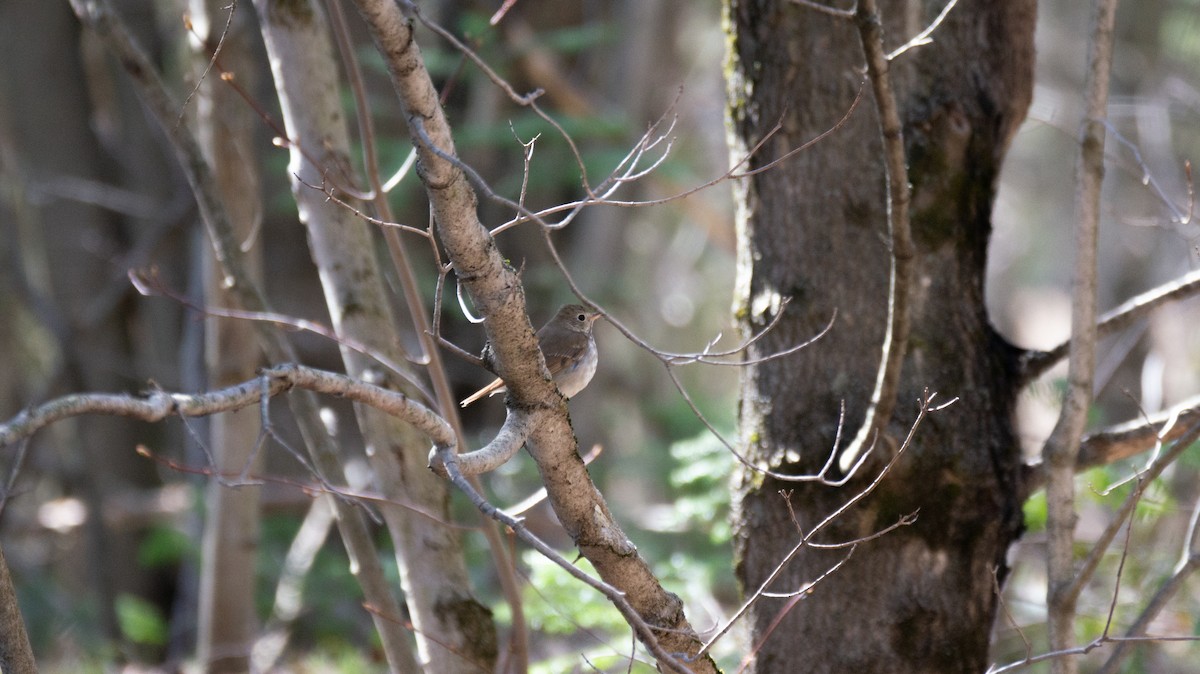 Hermit Thrush - ML178355671