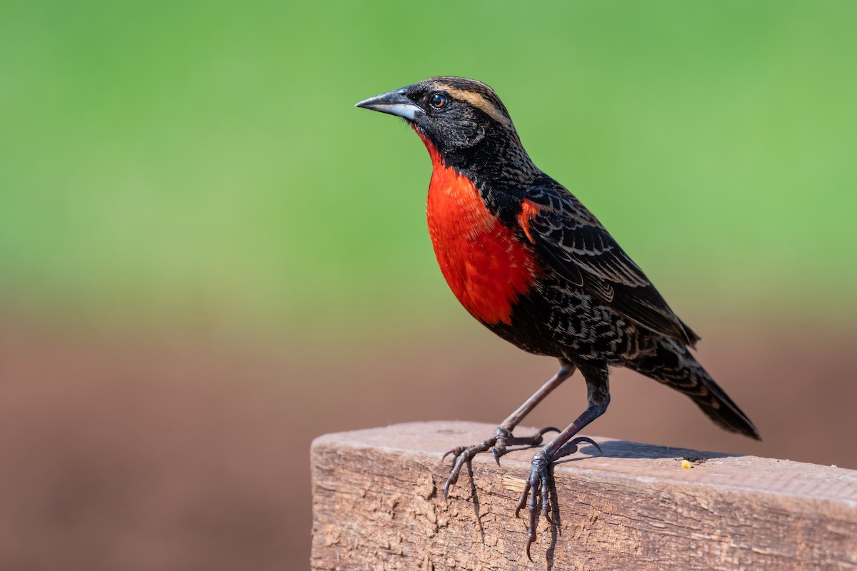 White-browed Meadowlark - ML178355691