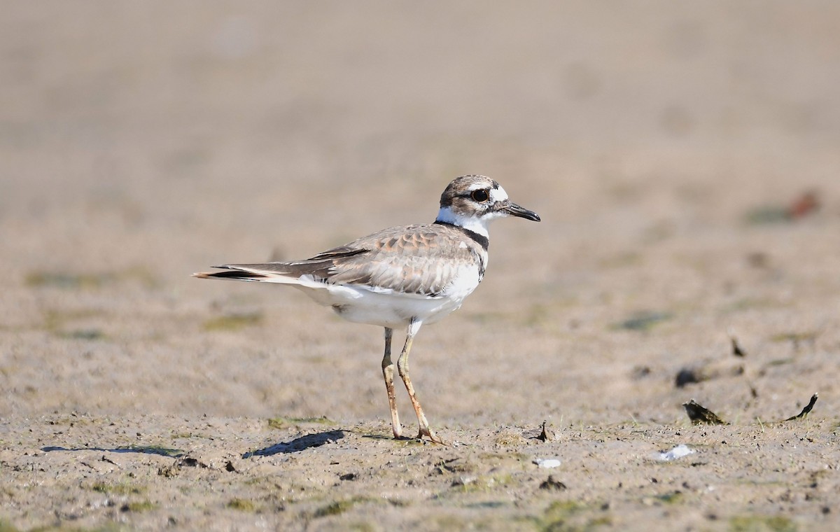 Killdeer - ML178356281