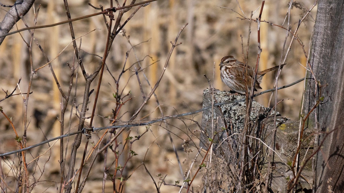 Song Sparrow - Joris Zhou