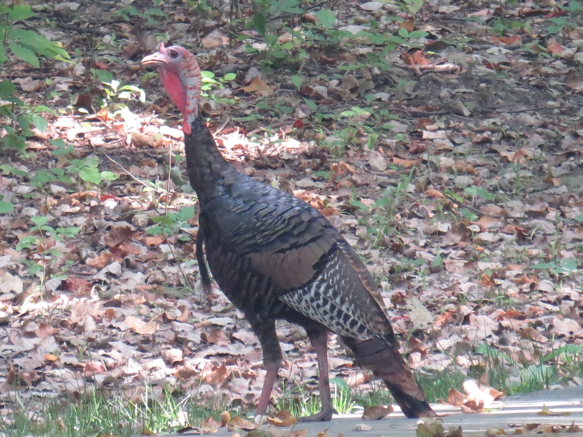 Wild Turkey - Janice Rodriguez