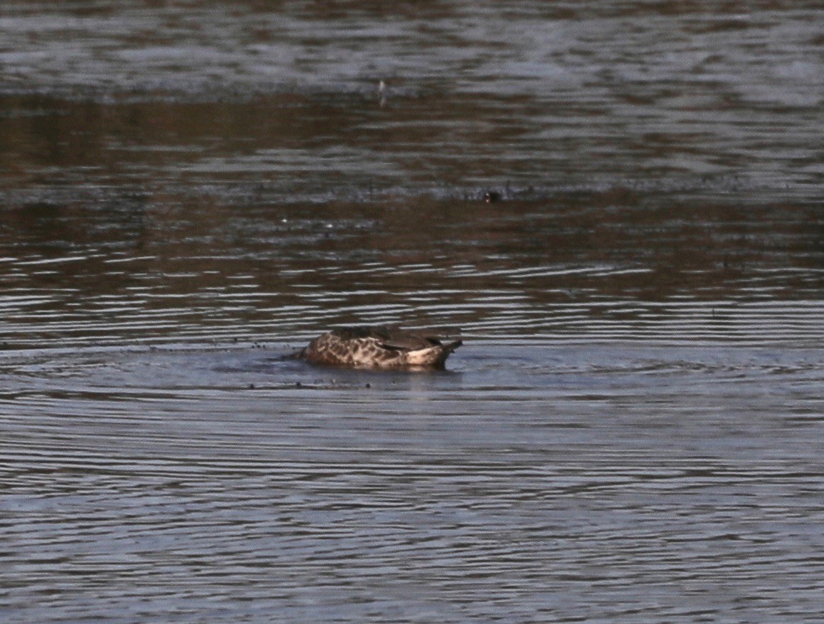 Green-winged Teal - ML178358101