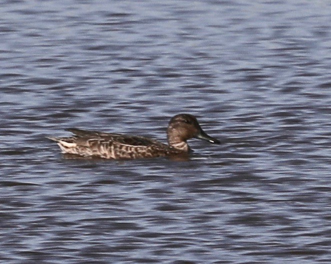 Green-winged Teal - ML178358121