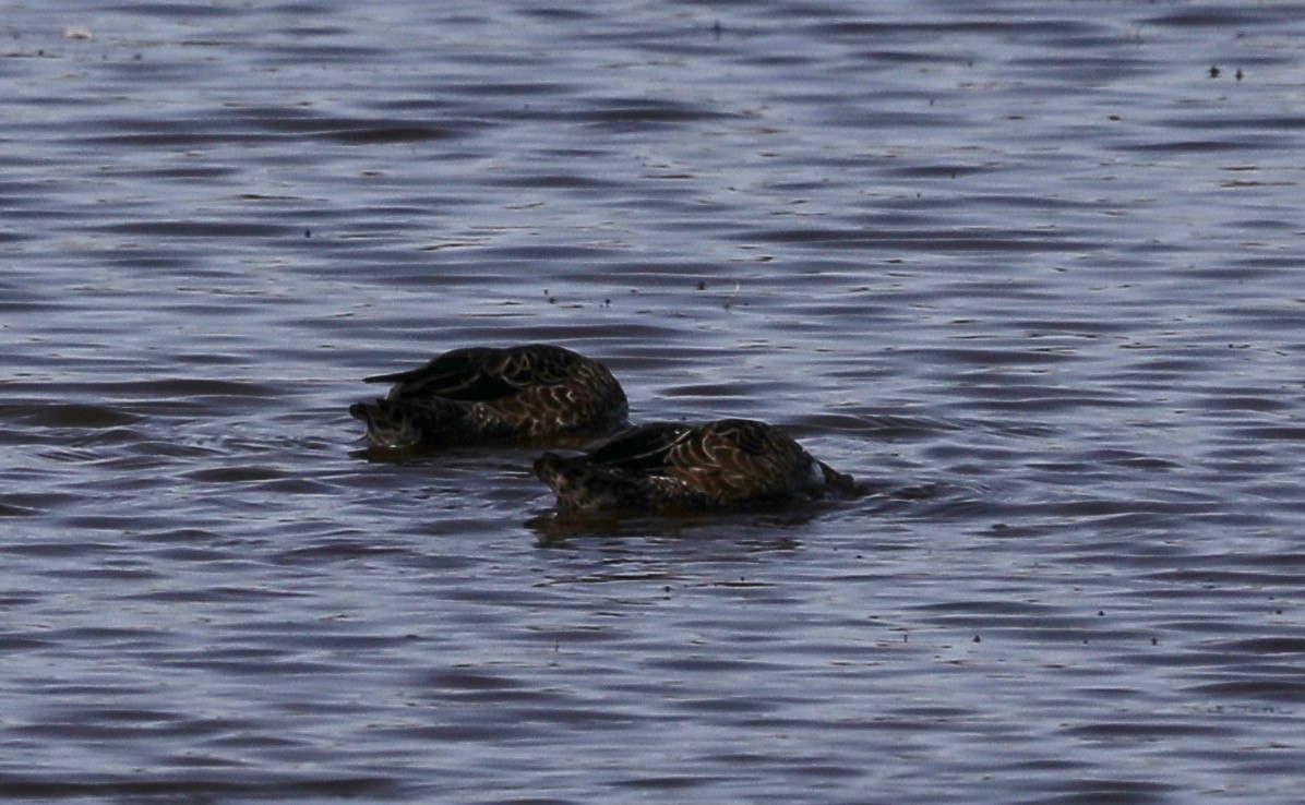 Green-winged Teal - ML178358131