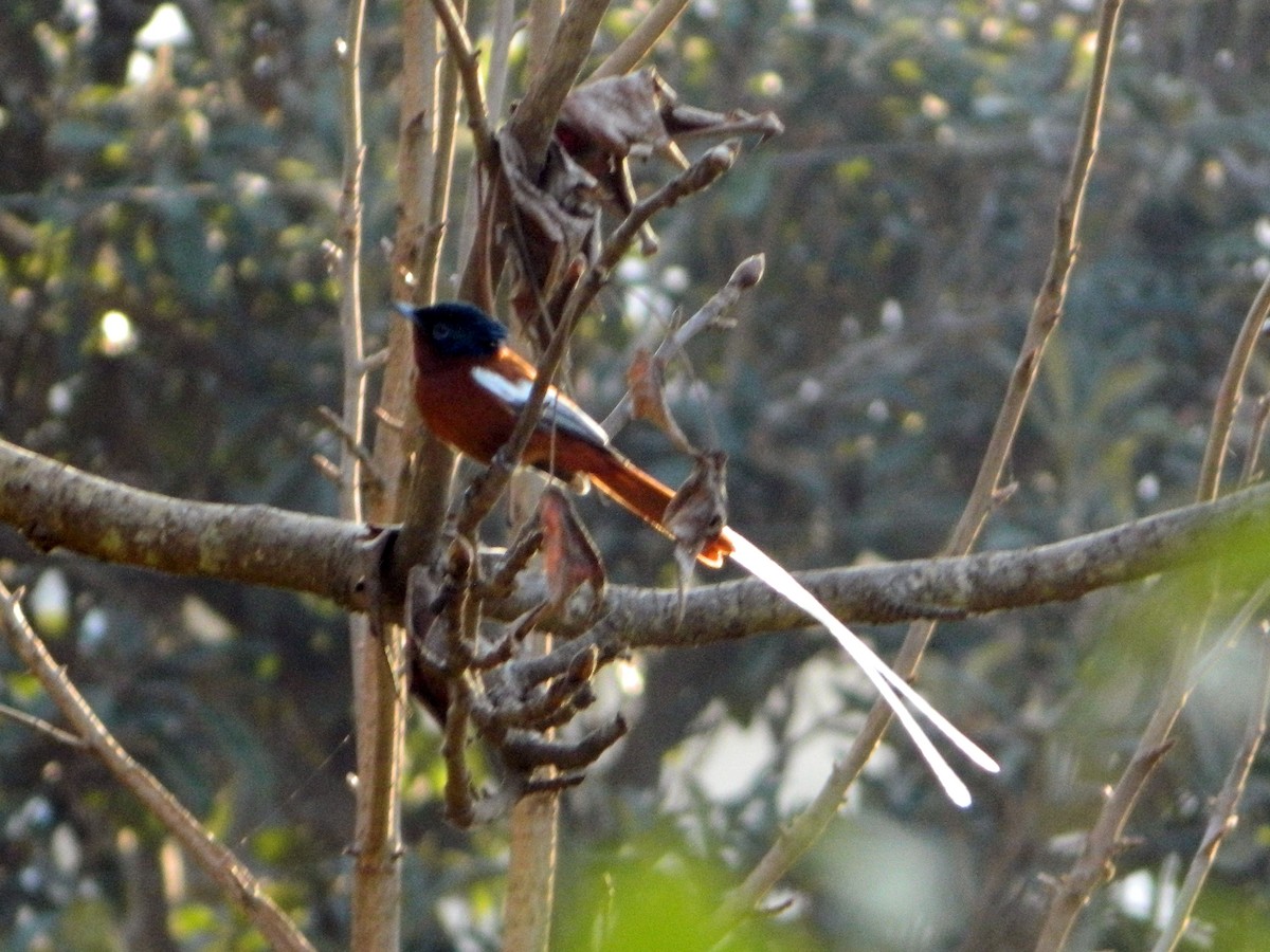 Malagasy Paradise-Flycatcher - ML178358311