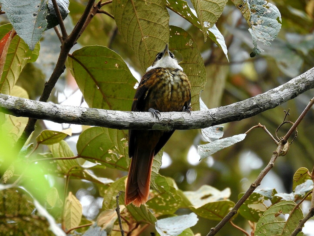 Trepamusgos Barbablanca Andino - ML178358321