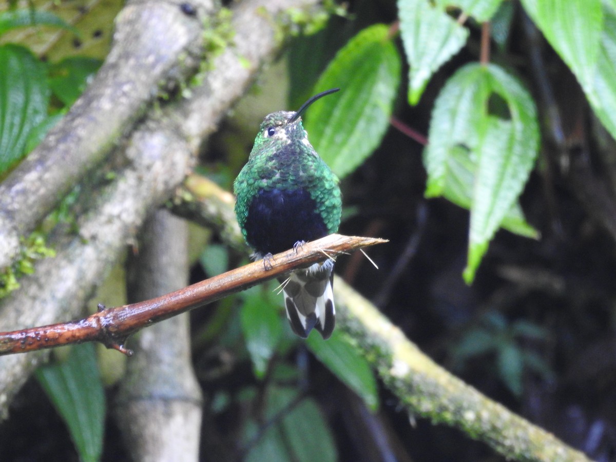 fløyelsbrystkolibri - ML178359511