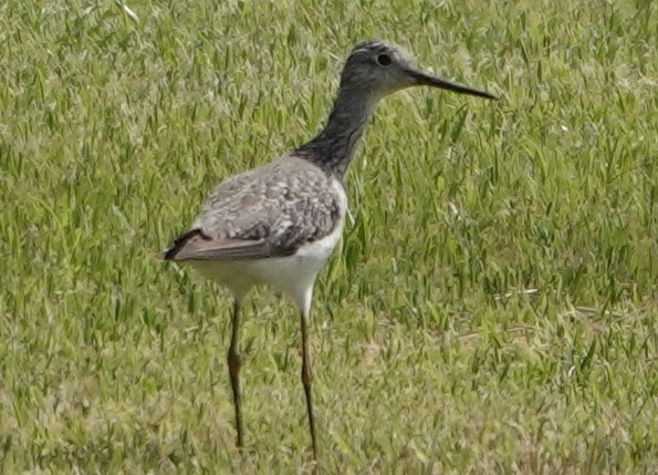 Greater Yellowlegs - Chuck Hignite