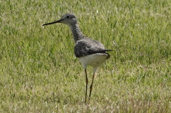 Greater Yellowlegs - Chuck Hignite