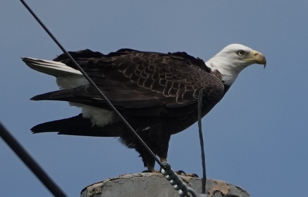 Bald Eagle - ML178360661