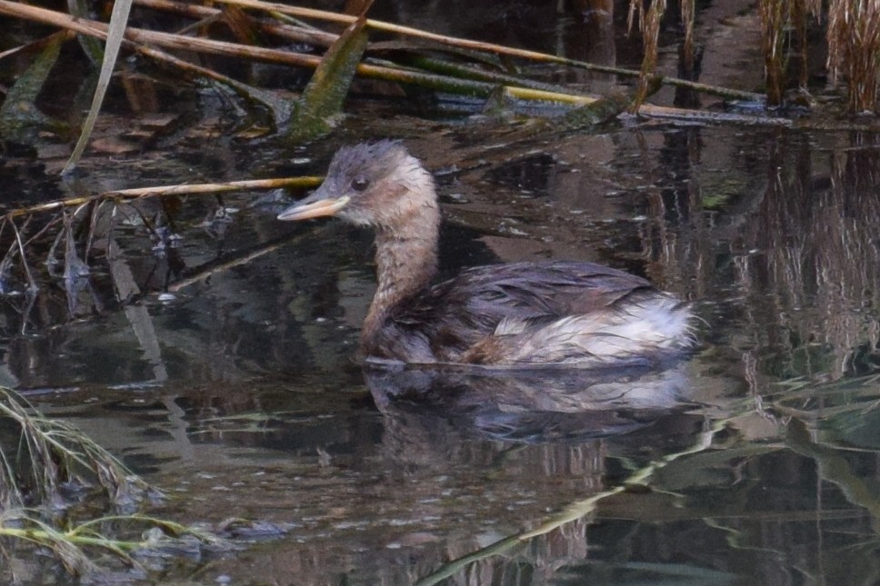 Little Grebe - ML178360971