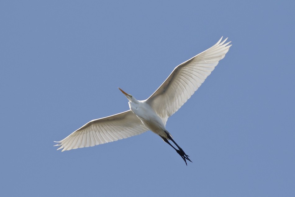 Great Egret - Jorge Claudio Schlemmer