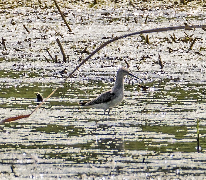 Stilt Sandpiper - Kenneth Czworka
