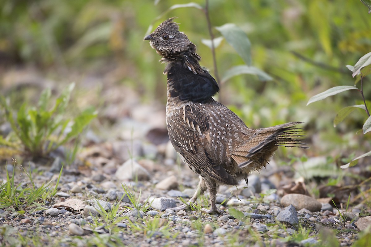 Ruffed Grouse - ML178361571