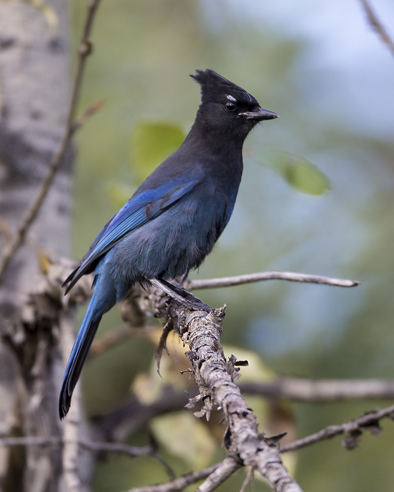 Steller's Jay - ML178361581