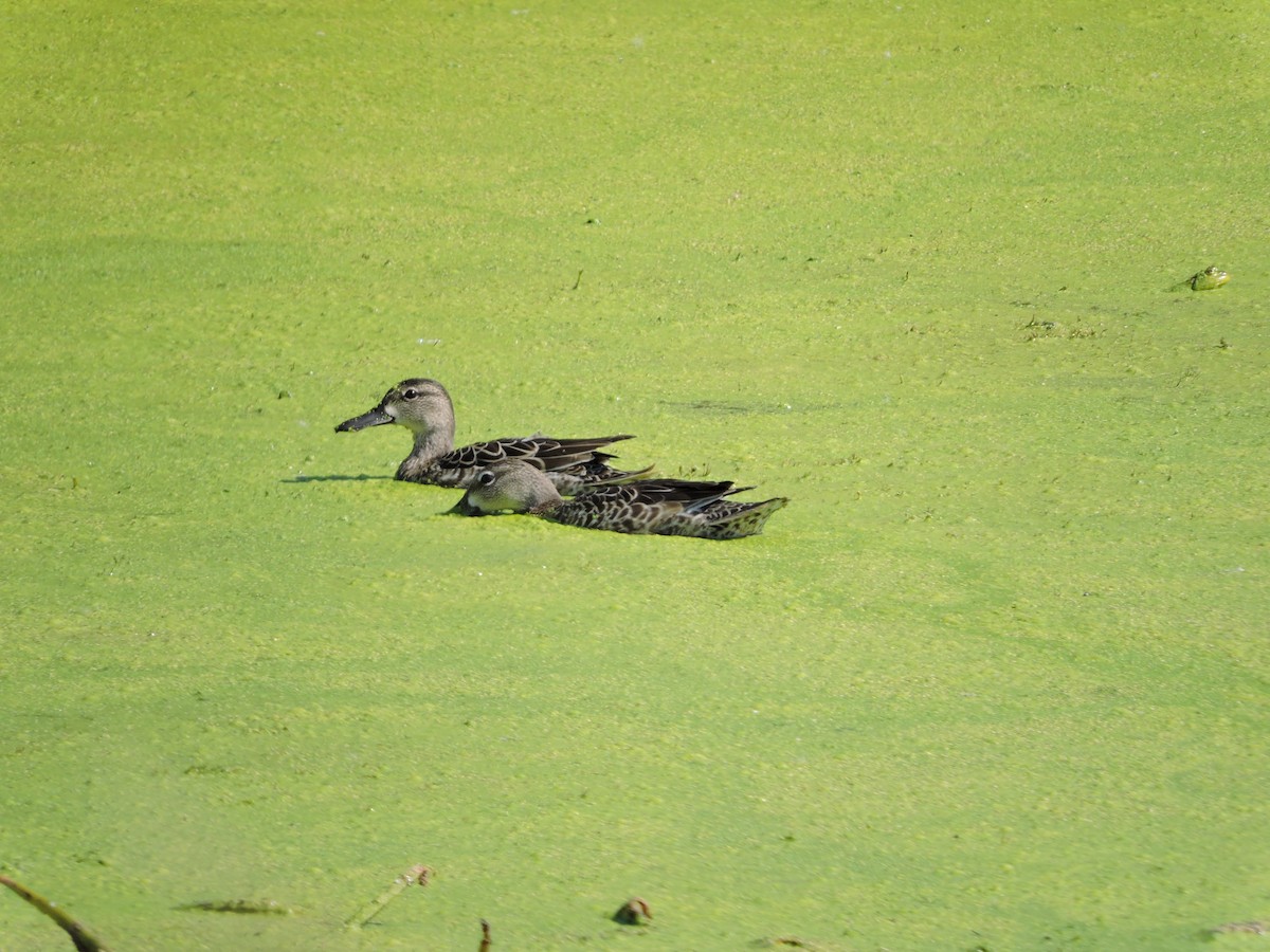 Blue-winged Teal - ML178361961