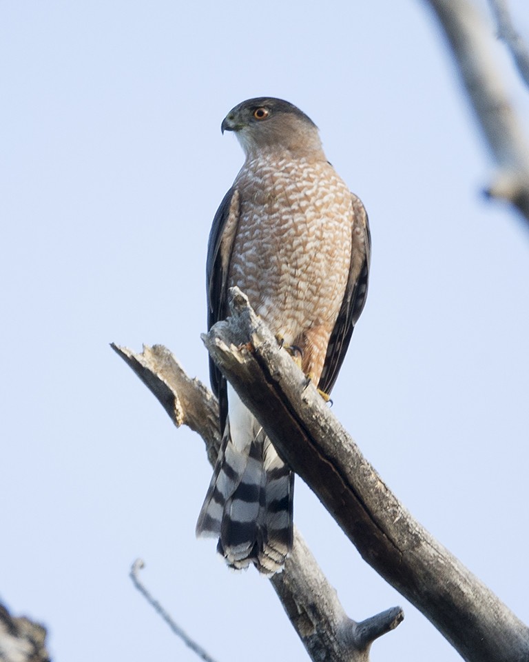 Cooper's Hawk - ML178362631