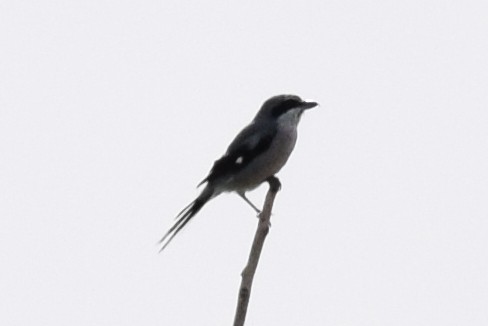 Iberian Gray Shrike - ML178364201