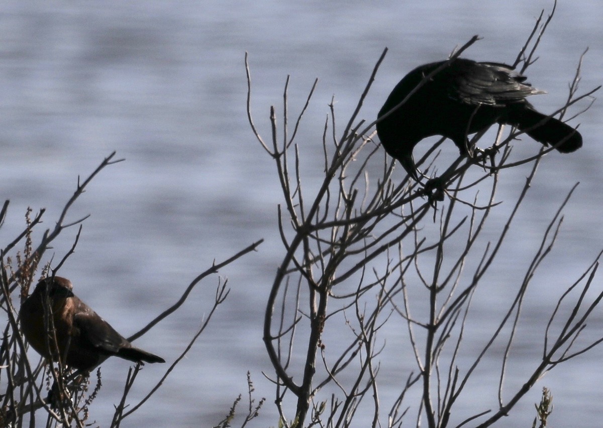 Boat-tailed Grackle - ML178364301