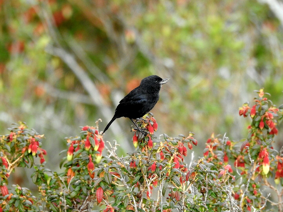 Black Flowerpiercer - ML178365371