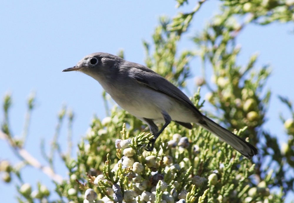 Blue-gray Gnatcatcher (Eastern) - ML178366071
