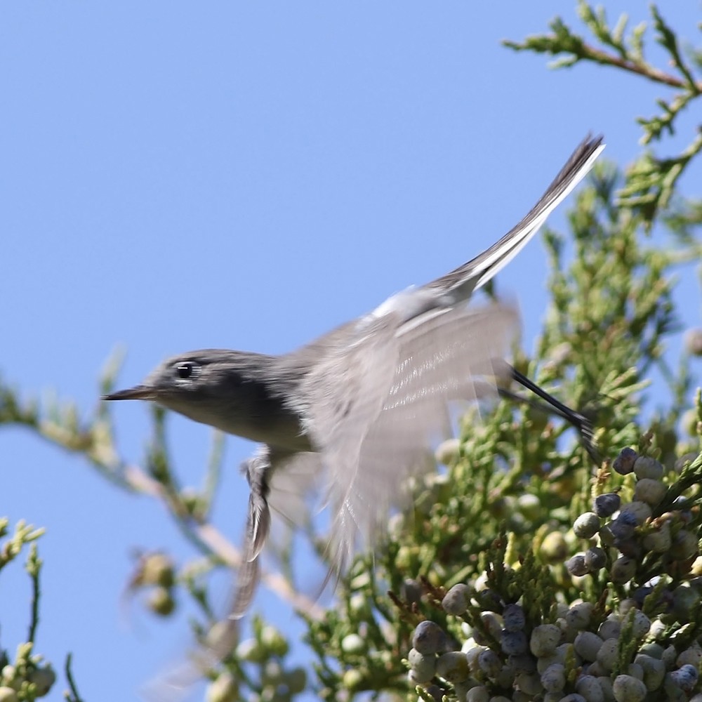 Blue-gray Gnatcatcher (Eastern) - ML178366081