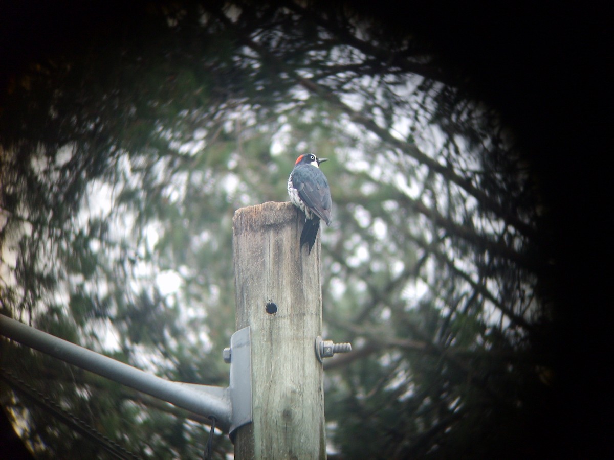 Acorn Woodpecker - ML178369371