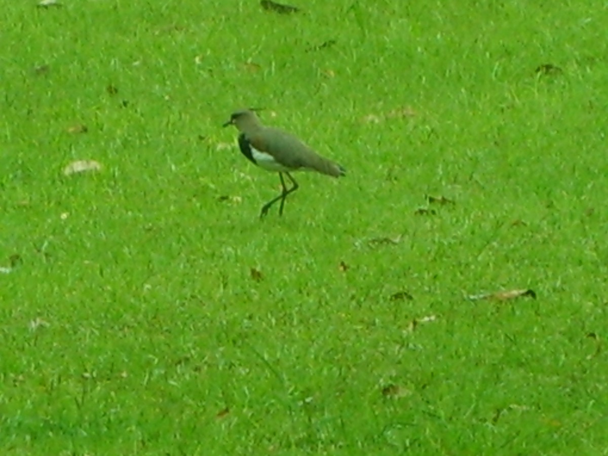 Southern Lapwing - ML178369481