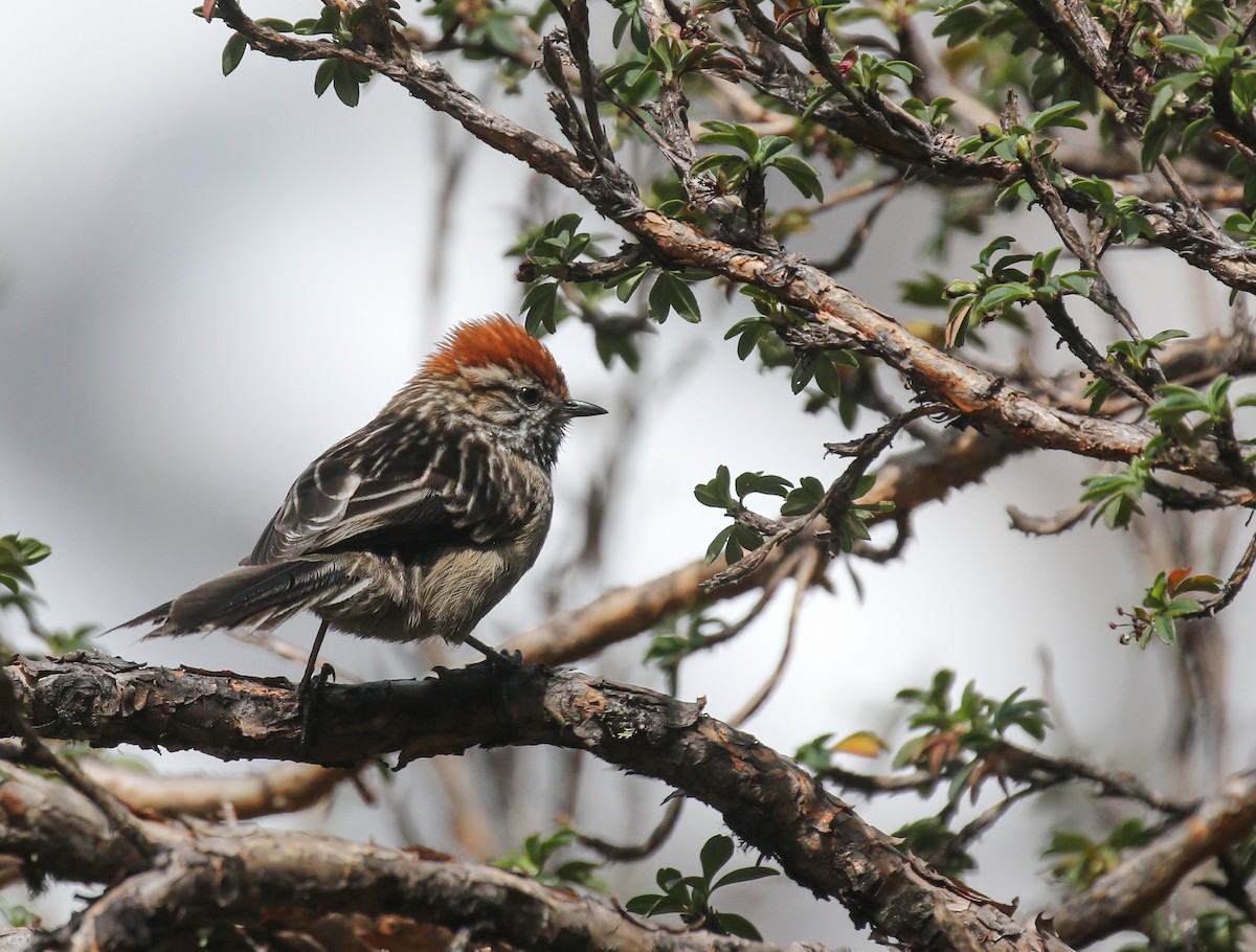 White-browed Tit-Spinetail - Alex Berryman