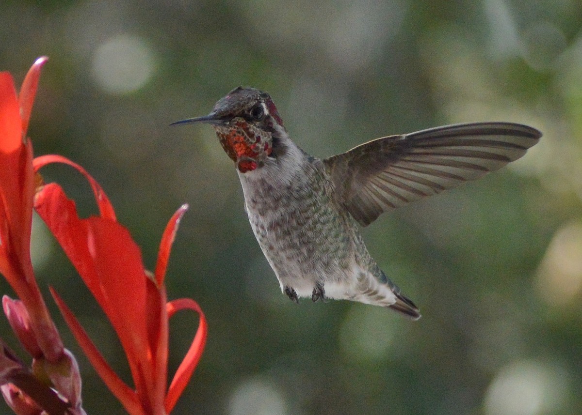 Anna's Hummingbird - Dave Klema