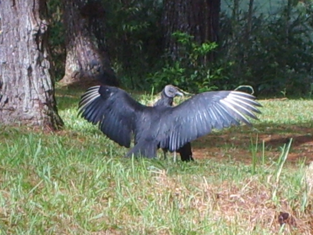 Black Vulture - Michael Evans