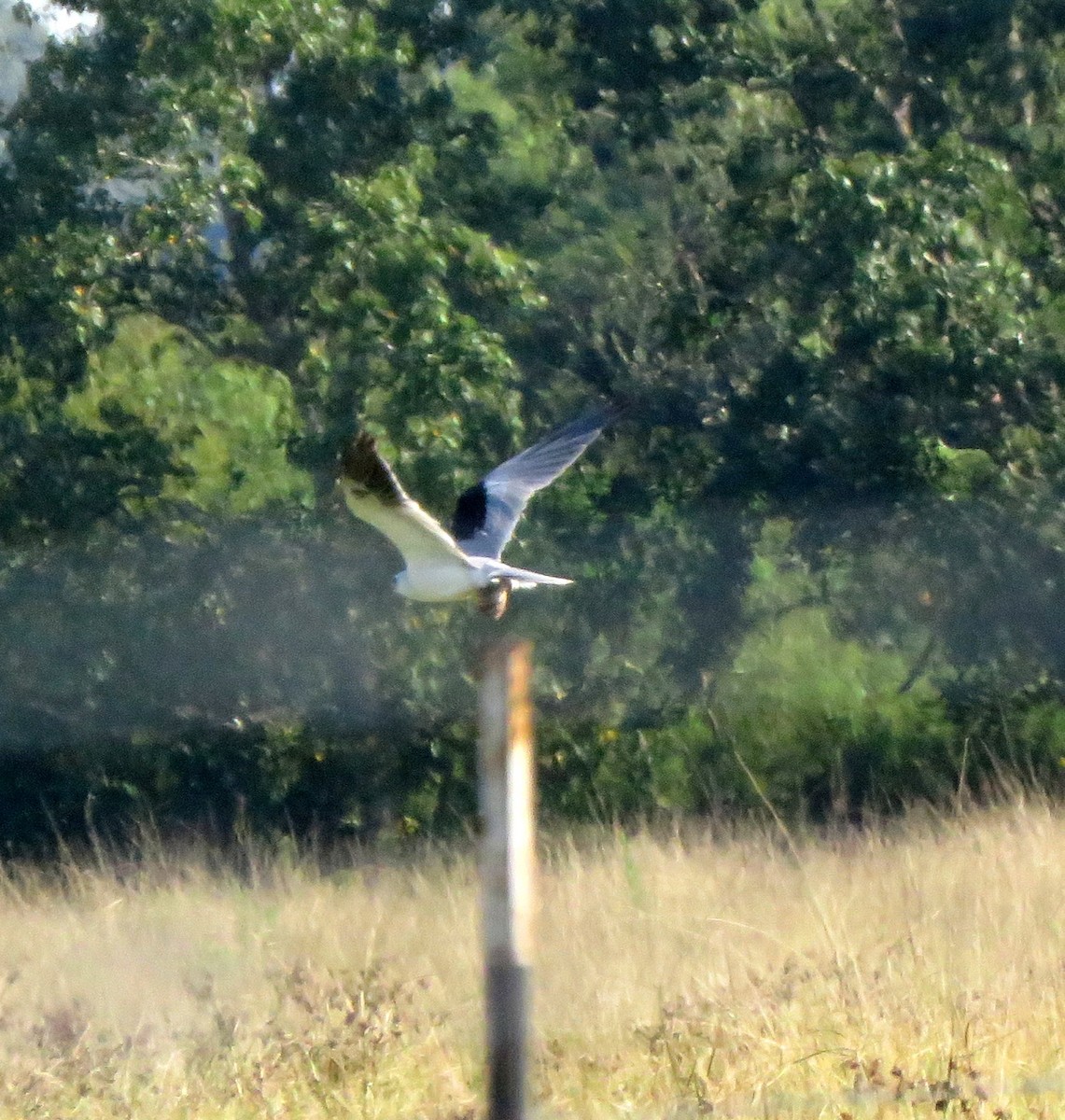 White-tailed Kite - ML178370931