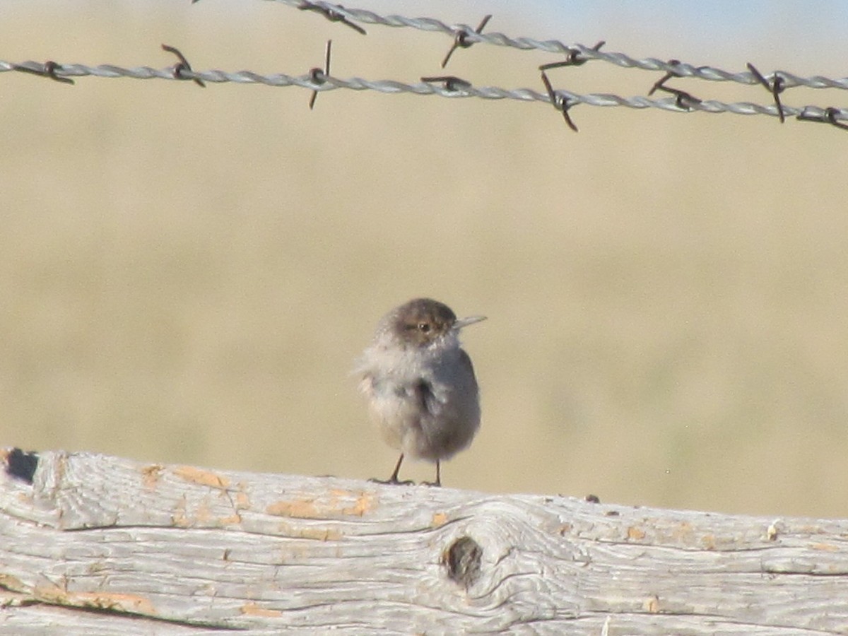 Rock Wren - ML178371901
