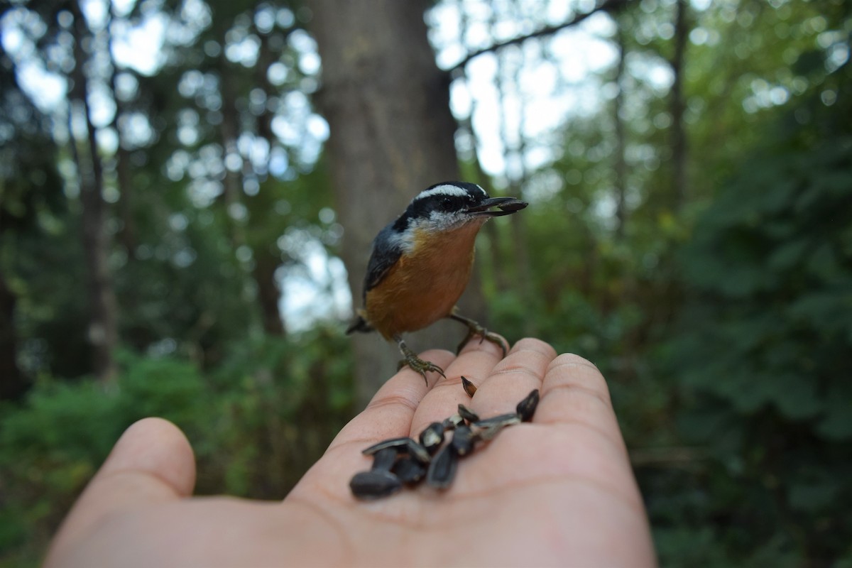 Red-breasted Nuthatch - ML178373161