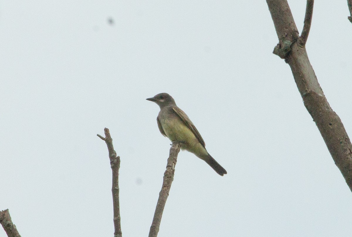 Cassin's Kingbird - Krzysztof Kurylowicz