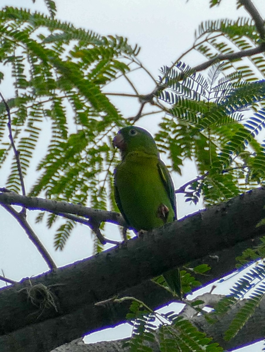Orange-chinned Parakeet - Gilberto Flores-Walter (Feathers Birding)
