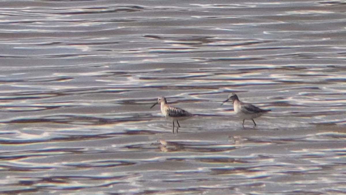 Stilt Sandpiper - ML178378191