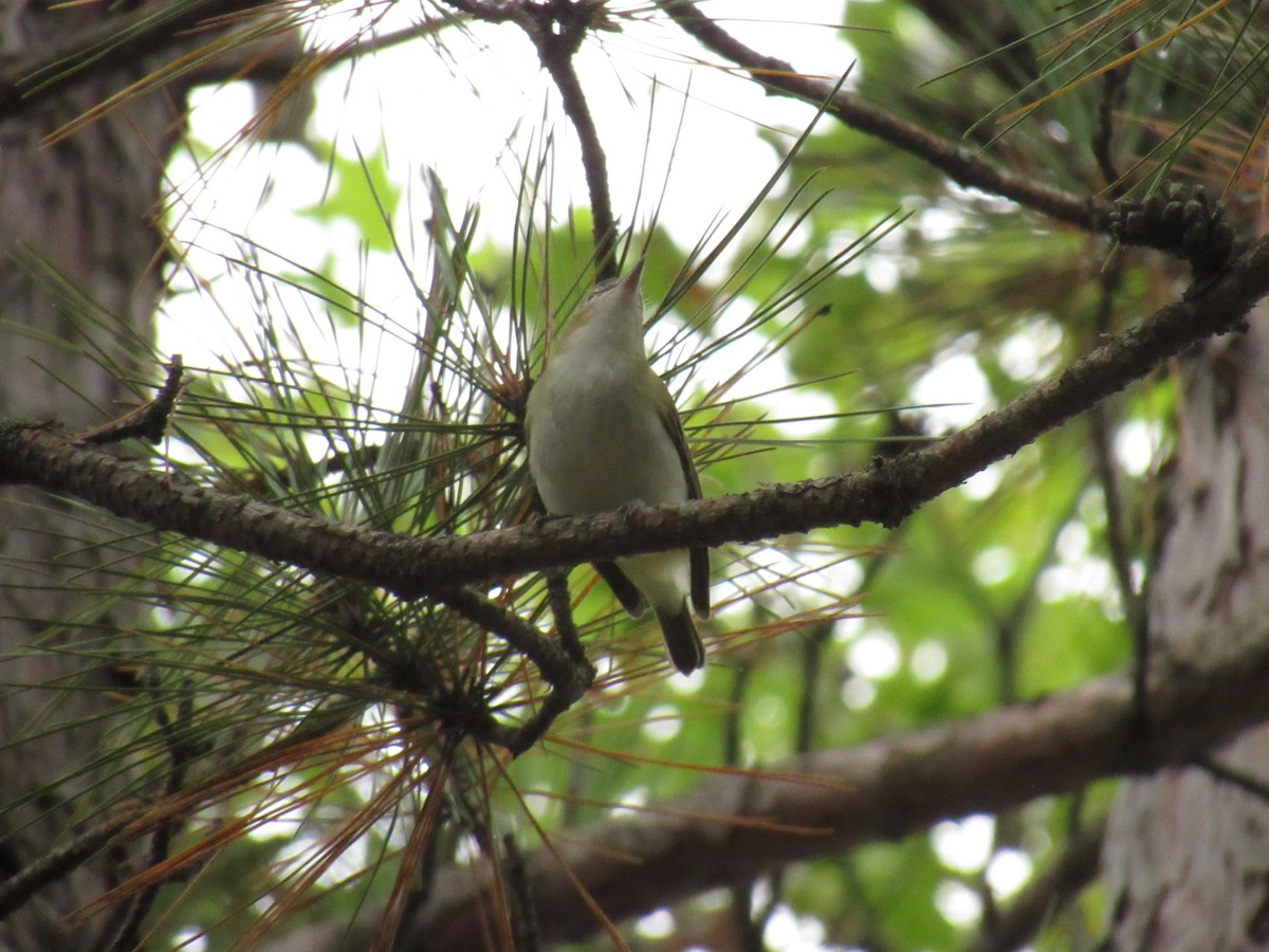 Kızıl Gözlü Vireo - ML178378801