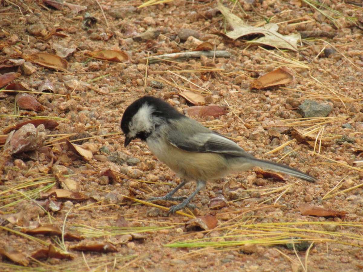 Black-capped Chickadee - ML178378841