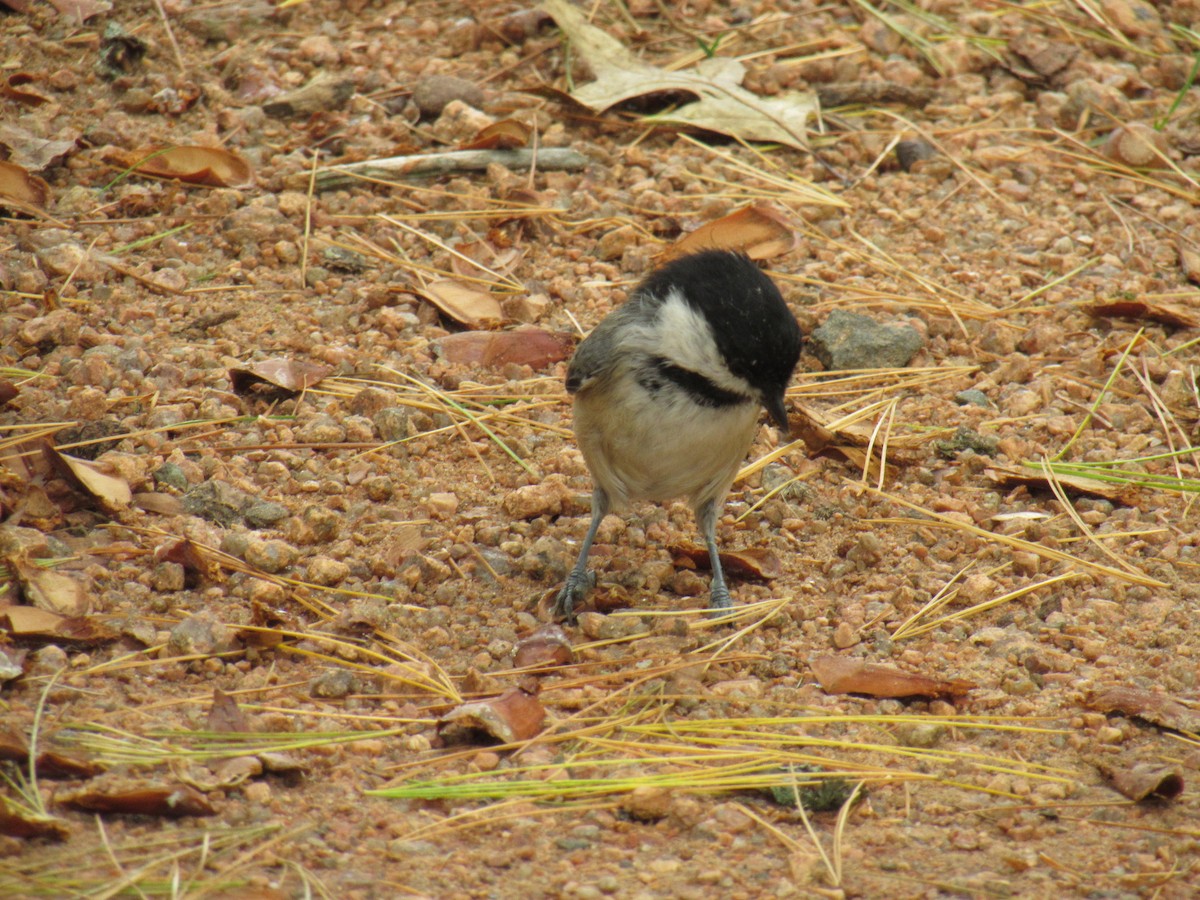 Black-capped Chickadee - ML178378851